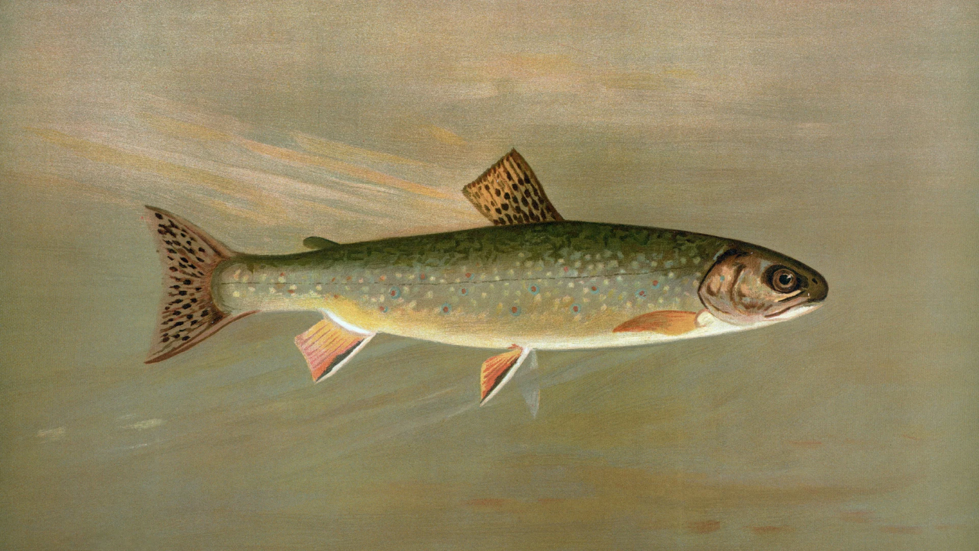 bb — Fish illustration