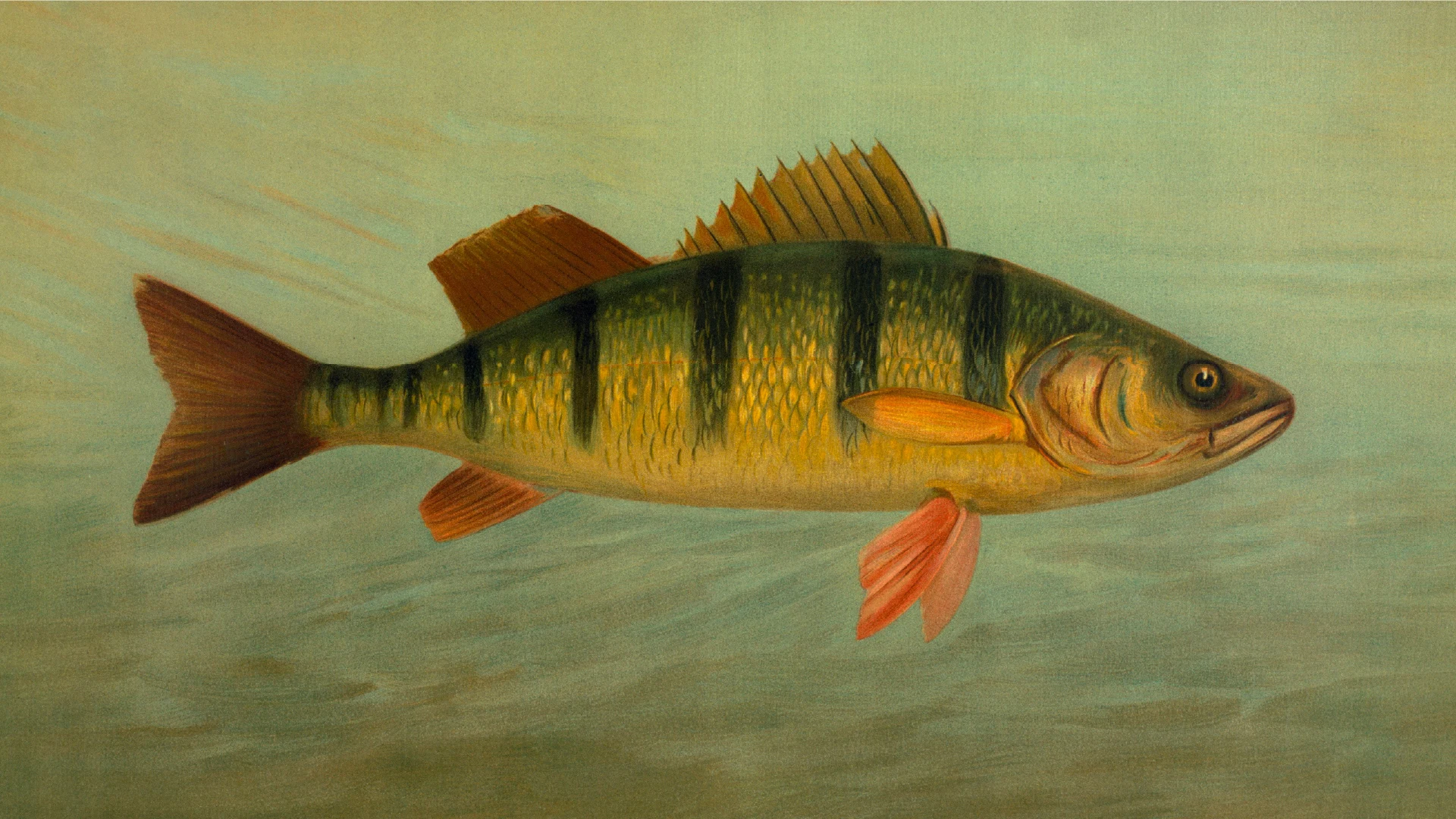 bb — Fish illustration