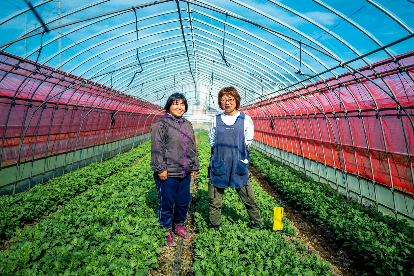 dale — Portrait of a grower in the fields