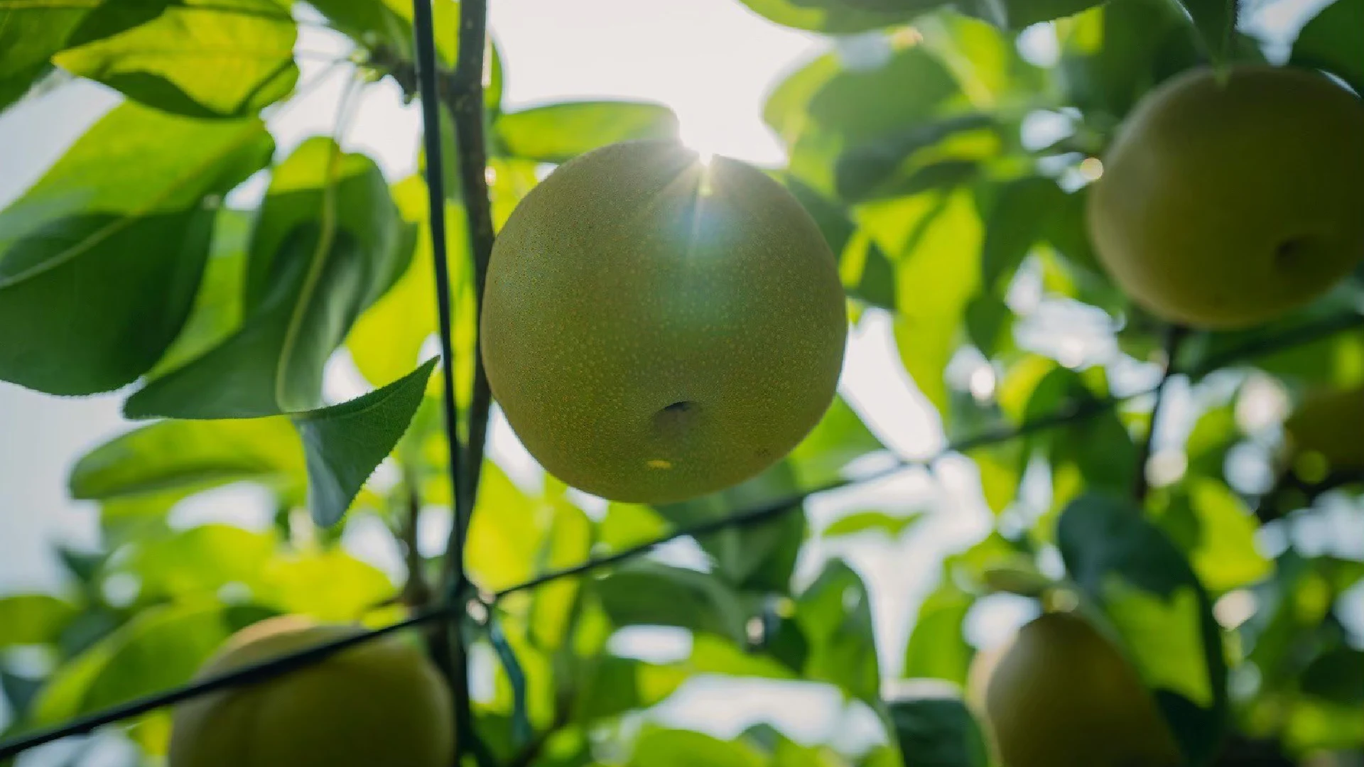 fruitsline — Pears on a tree