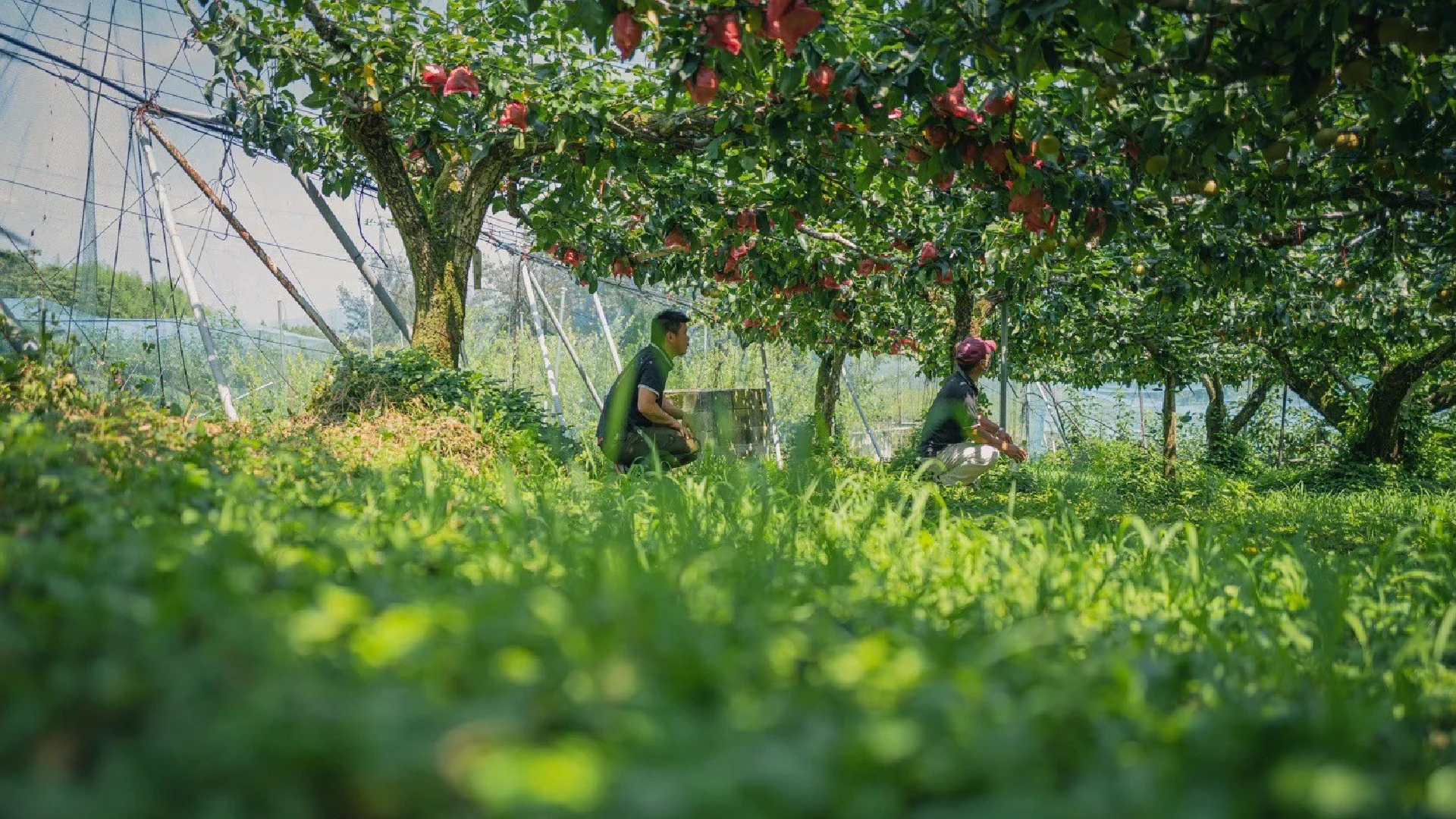 fruitsline — Fruit orchard