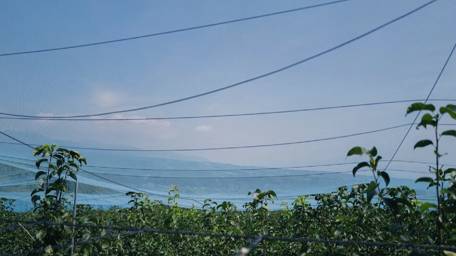 fruitsline — Orchard under a blue sky